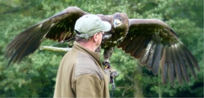 Raptor Experience Wales