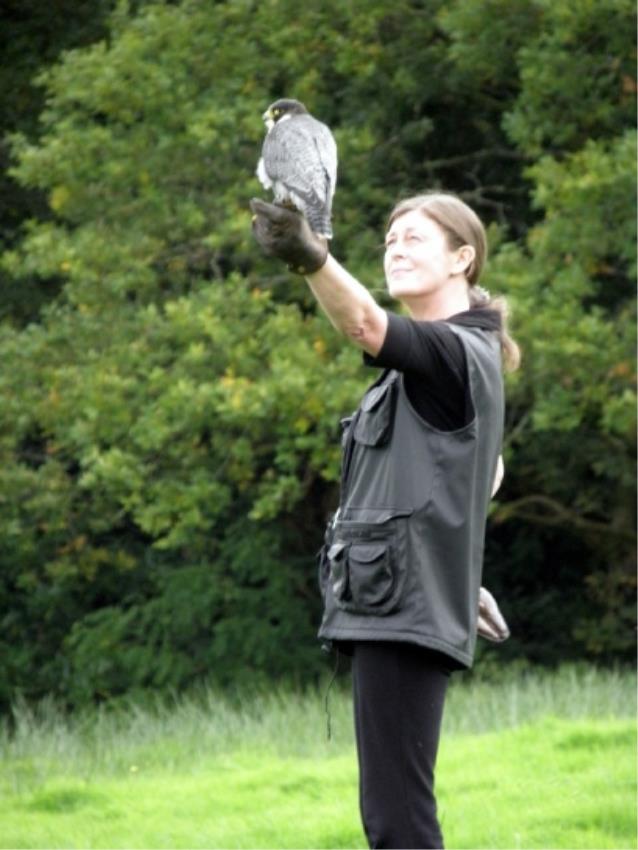 Raptor Experience Wales