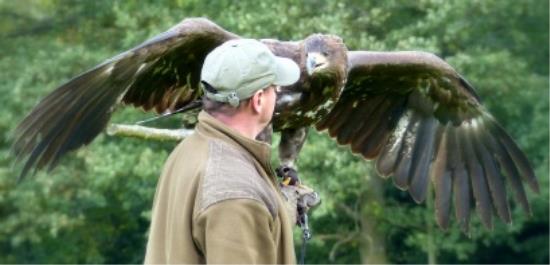 Raptor Experience Wales