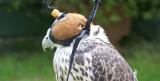 Raptor Experience Wales